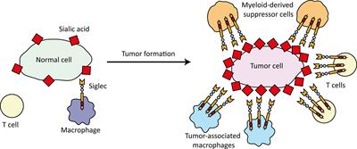 Siglec Signaling in the Tumor Microenvironment